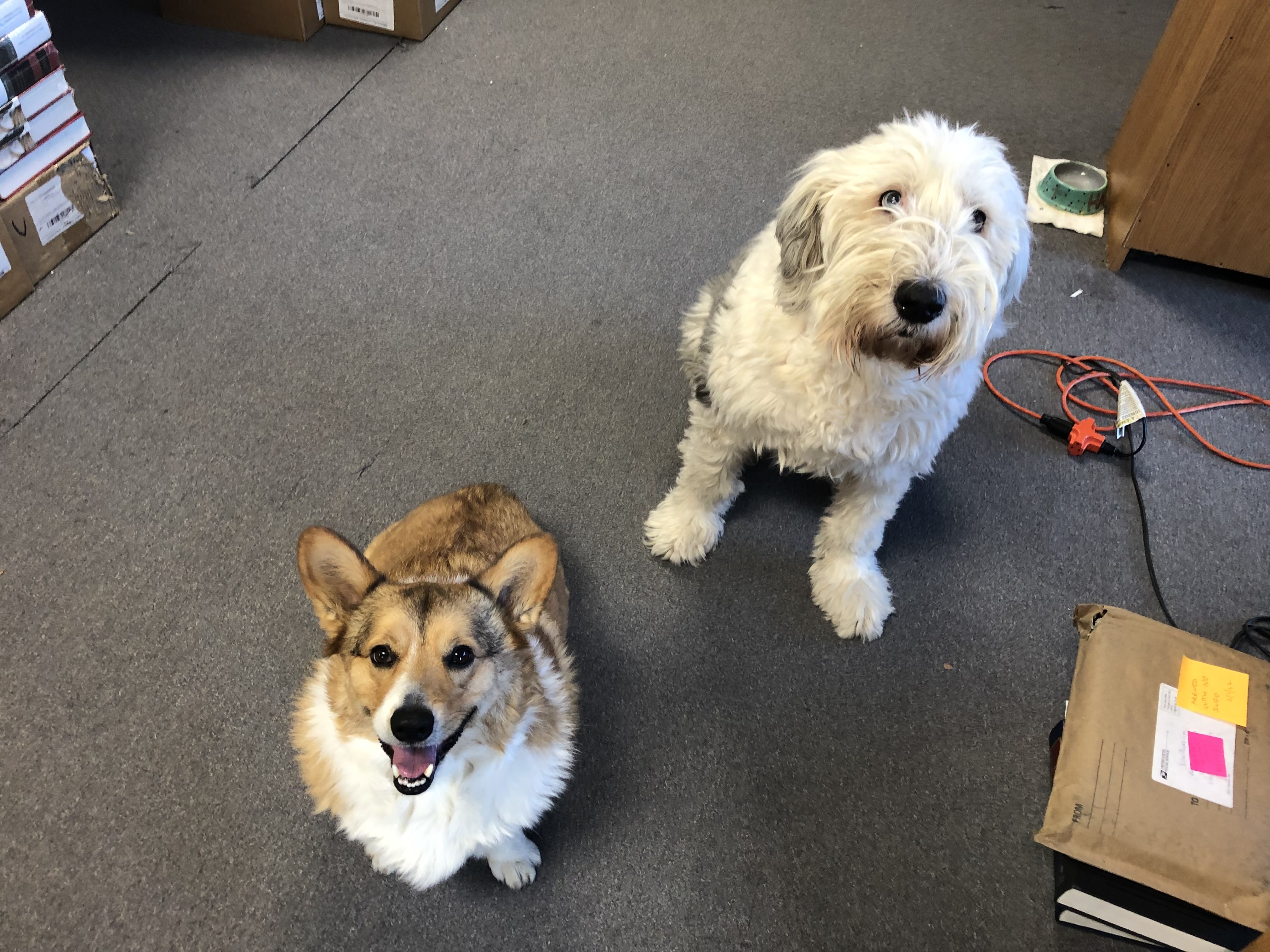 BarrristerBooks.com's dogs